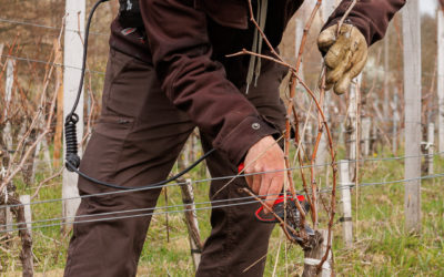 OUVRIER VITICOLE QUALIFIÉ (H/F)