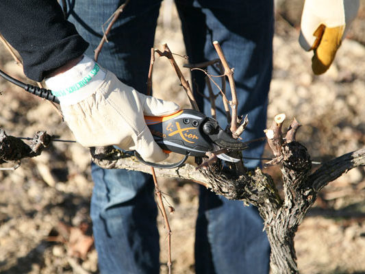 Laurent Giraud - Taille de la vigne