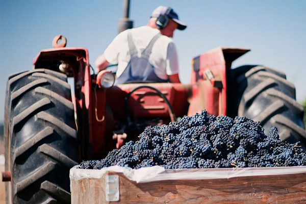 Benne de raisins fraîchement vendangés acheminée vers le chai pour la réception de la vendange