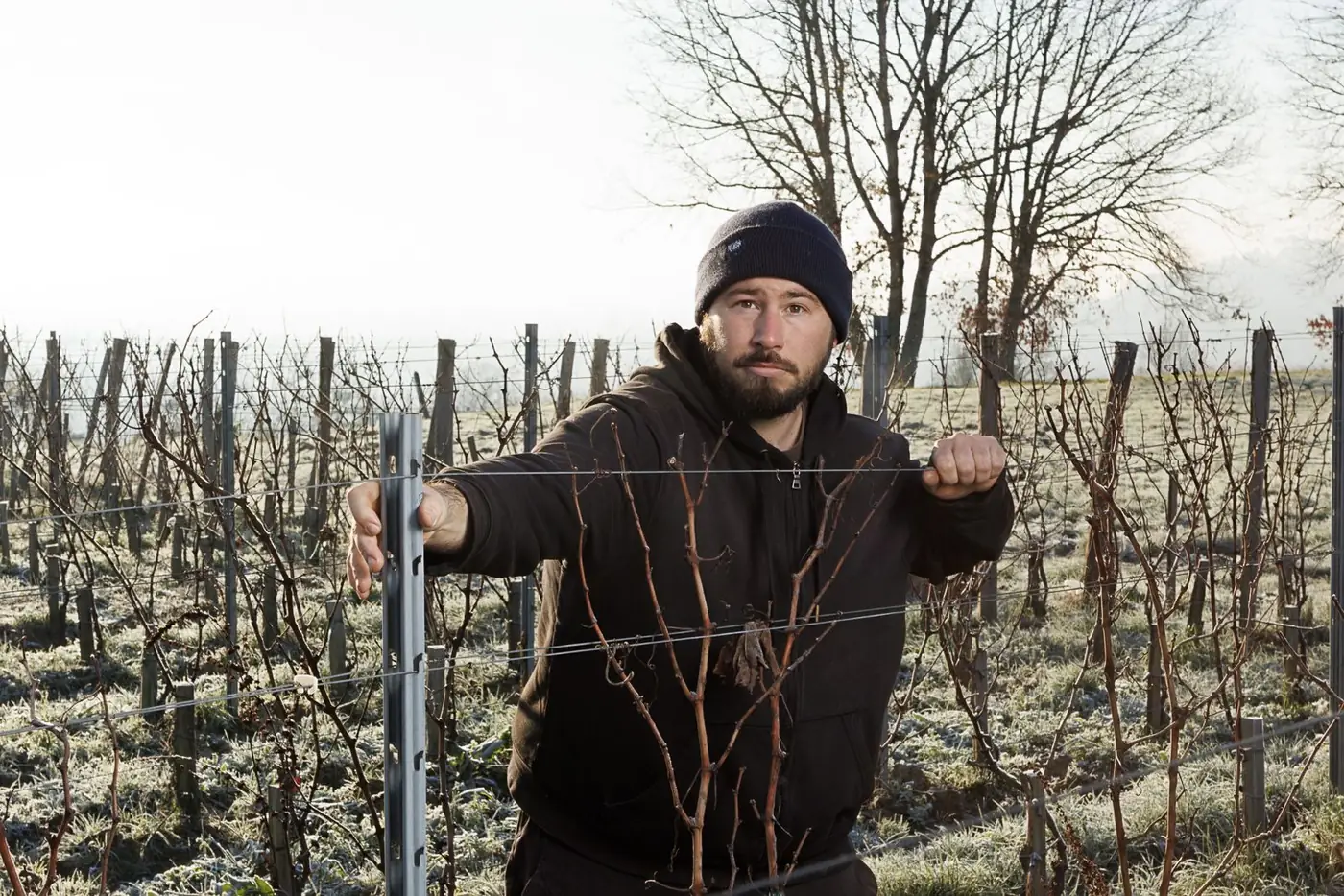 Pose d'un piquet et travaux de palissage de la vigne par un ouvrier Laurent Giraud en hiver