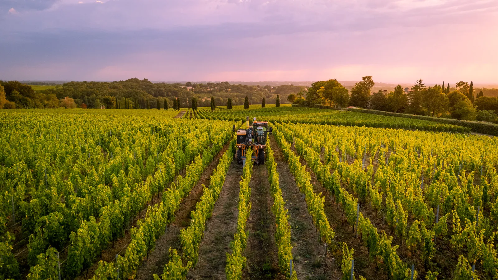 Vue aérienne d'un enjambeur Laurent Giraud au travail dans les rangs de vigne au coucher du soleil, vignoble du Libournais