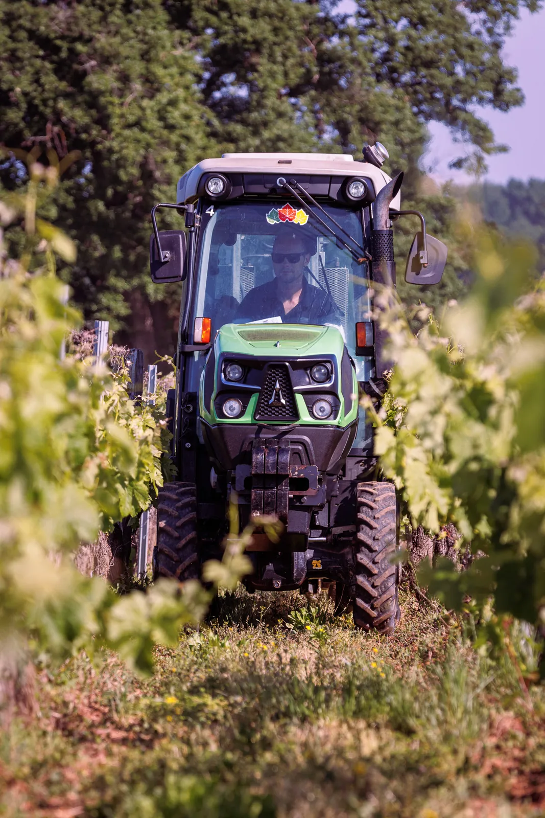Tracteur vigneron conduit par un tractoriste Laurent Giraud entre les rangs de vigne, secteur Saint-Émilion