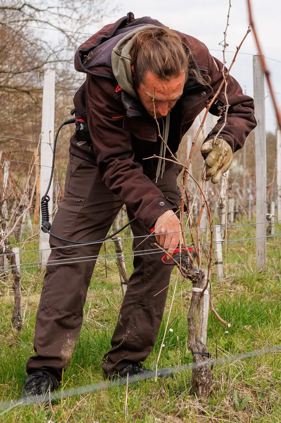 Taille de la vigne au sécateur électrique par une équipe Laurent Giraud en Gironde