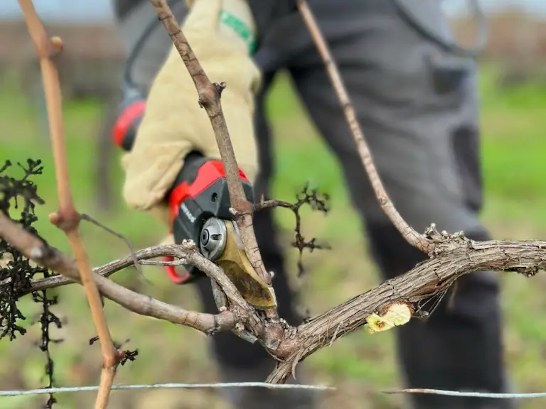Taille manuelle de la vigne au sécateur électrique par un ouvrier Laurent Giraud en Gironde