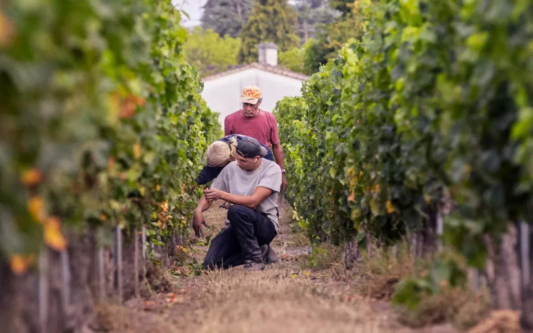 Équipe de vendangeurs Laurent Giraud dans les rangs pendant les vendanges manuelles en Gironde