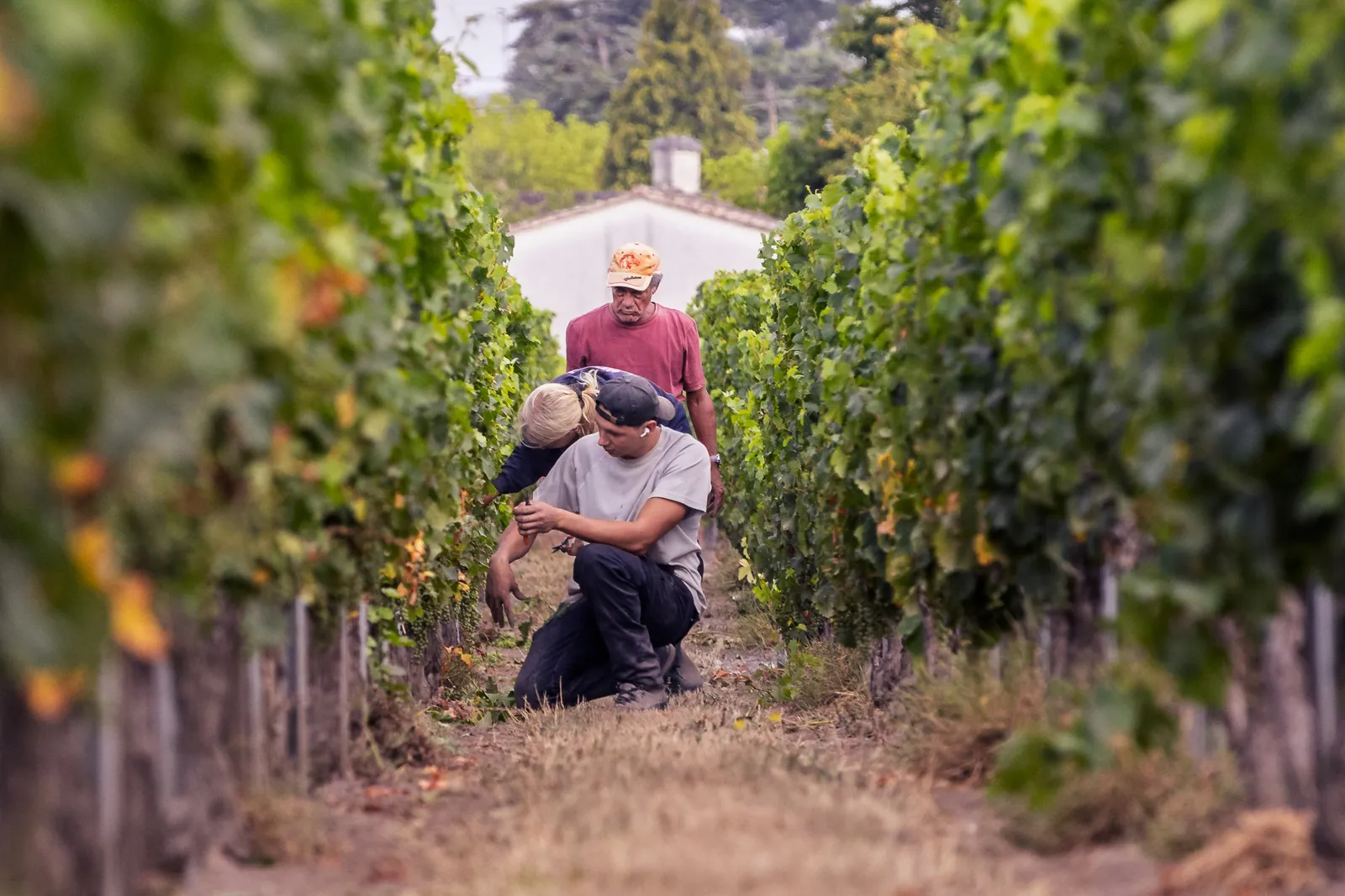 Vendanges manuelles par les équipes Laurent Giraud dans le vignoble bordelais