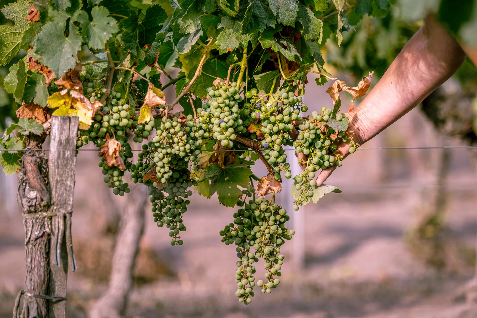 Vendanges vertes à Pomerol : contrôle des grappes à la main pour maîtriser les rendements — Laurent Giraud