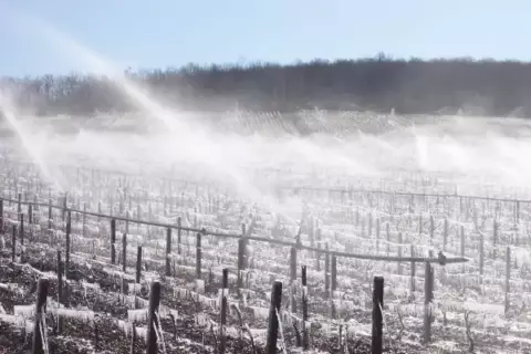 Protection par aspersion contre le gel de printemps en vigne Aspersion d'eau sur un vignoble givré pour protéger les bourgeons du gel de printemps