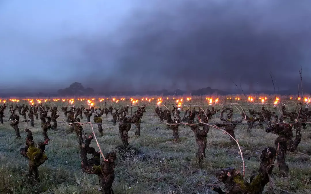 Bougies antigel allumées dans un vignoble à l'aube pour lutter contre le gel de printemps