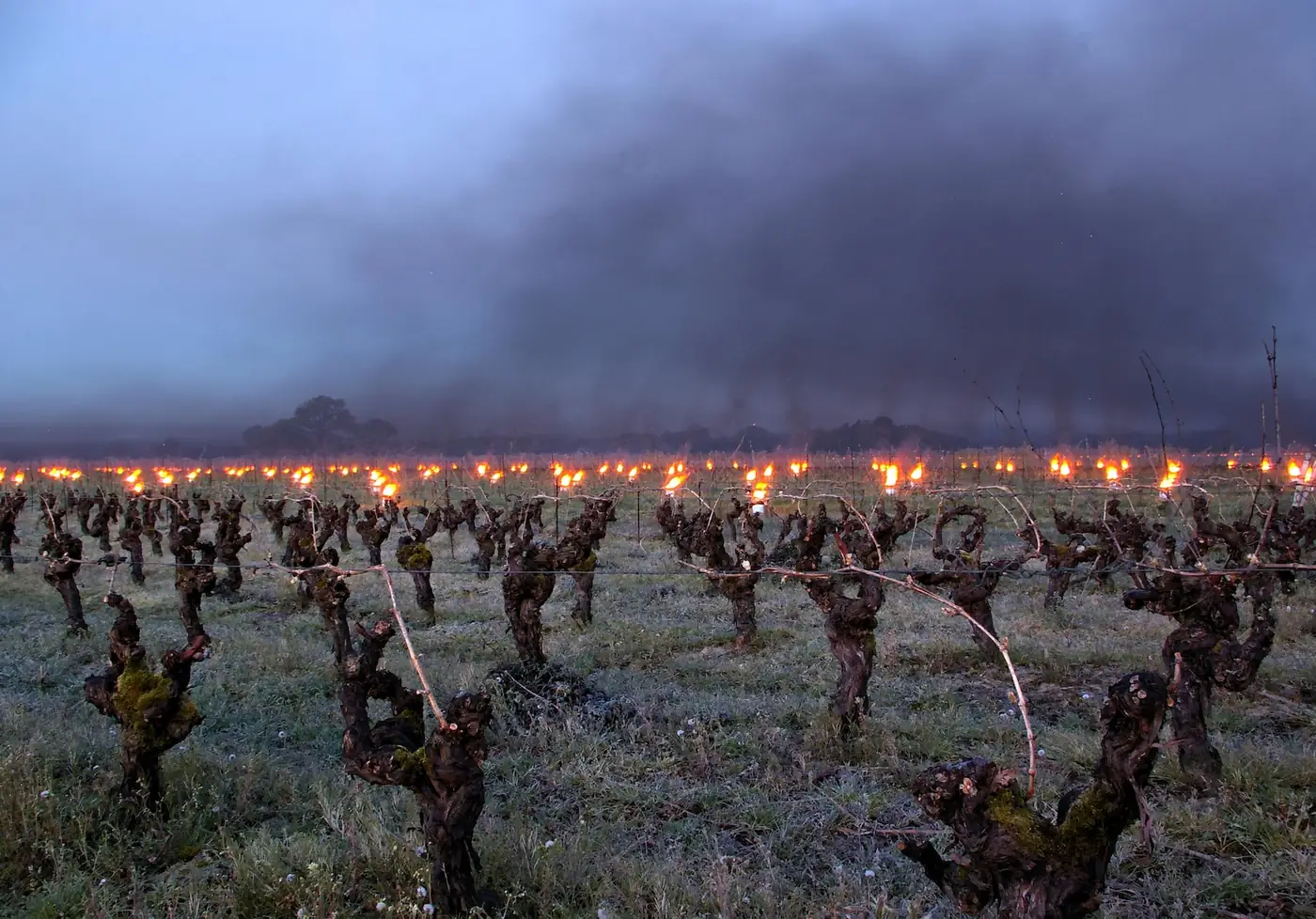 Préserver votre récolte : les solutions antigel pour votre vignoble