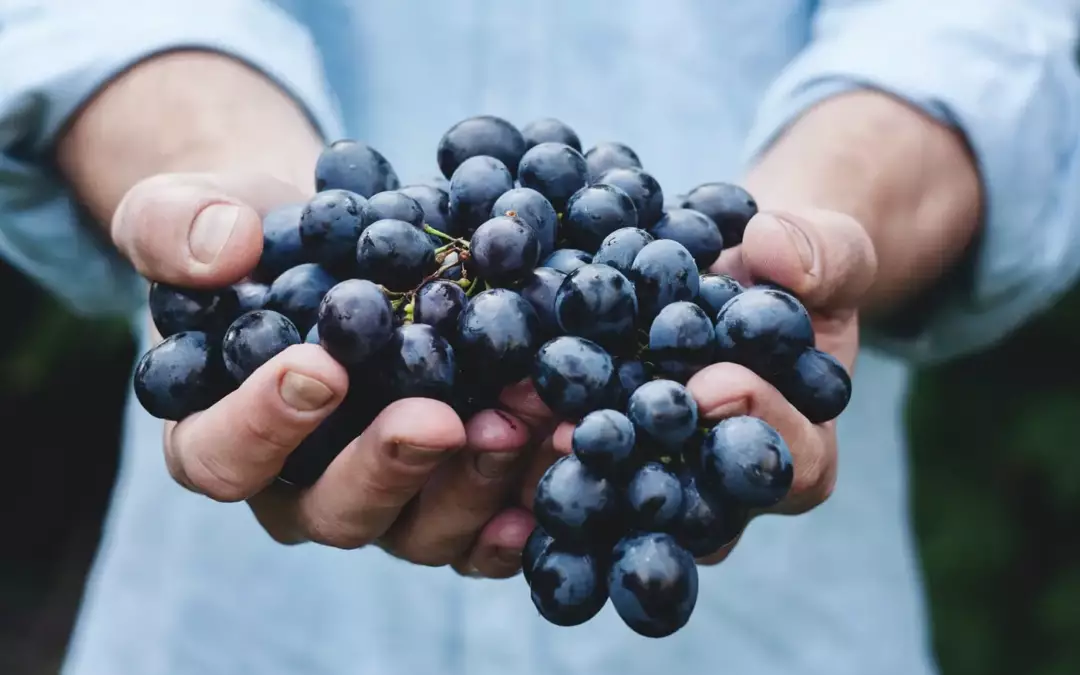 Les Vendanges Viticoles en Nouvelle-Aquitaine : Techniques, Enjeux et Tradition