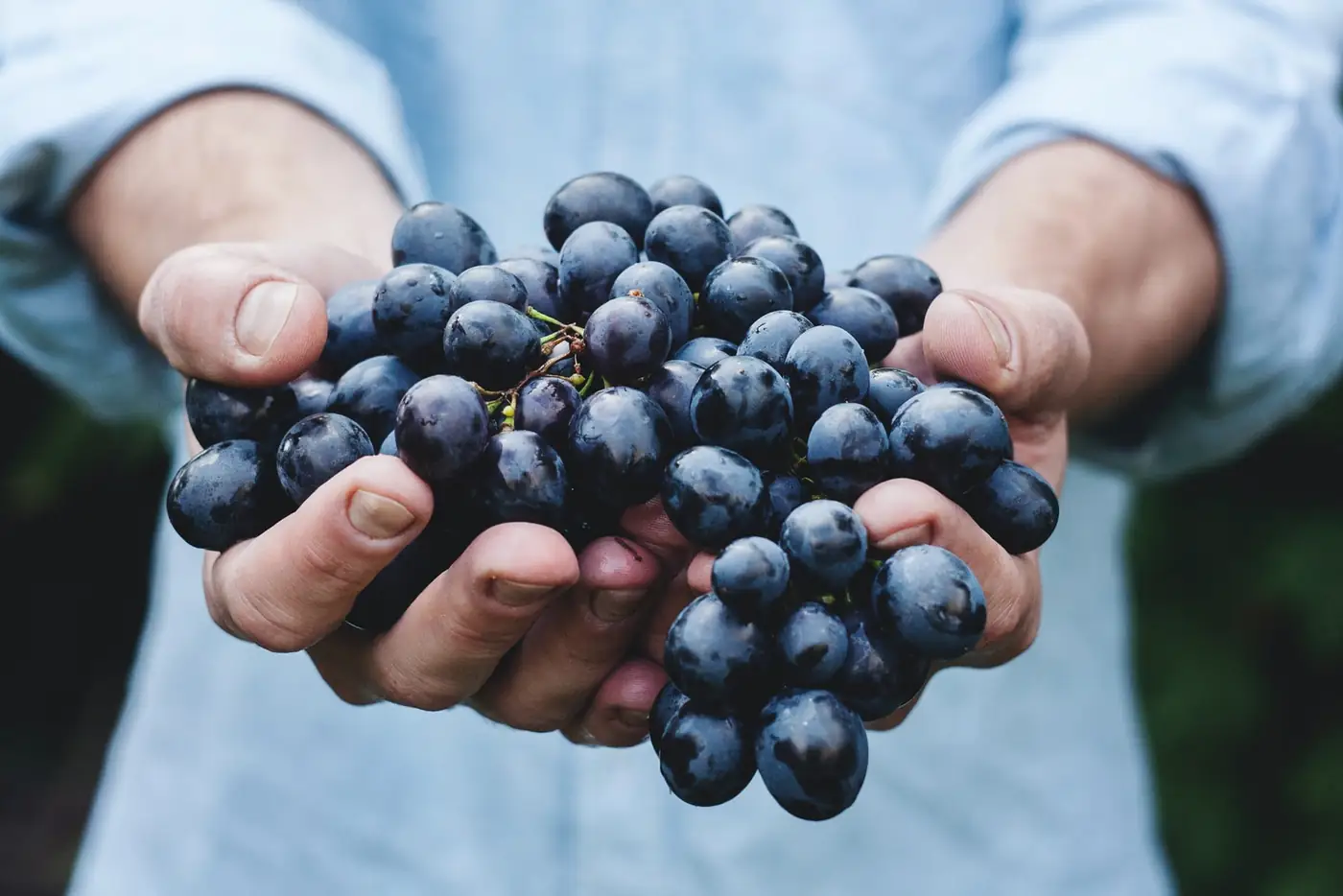 Les Vendanges Viticoles en Nouvelle-Aquitaine : Techniques, Enjeux et Tradition