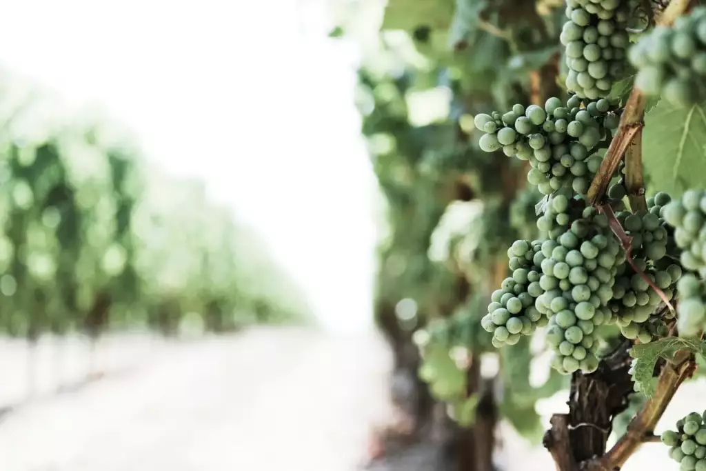 Grappes de raisin vert avant véraison sur un rang de vigne