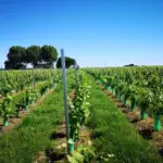 Ouvrier viticole polyvalent de Laurent Giraud en intervention dans les vignes
