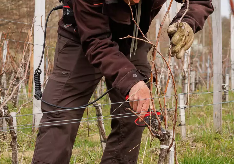 Ouvrier viticole qualifié (H/F)