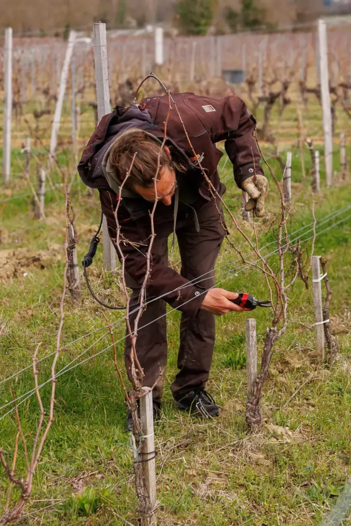 Ouvrier viticole de Laurent Giraud taillant de jeunes pieds de vigne en Gironde