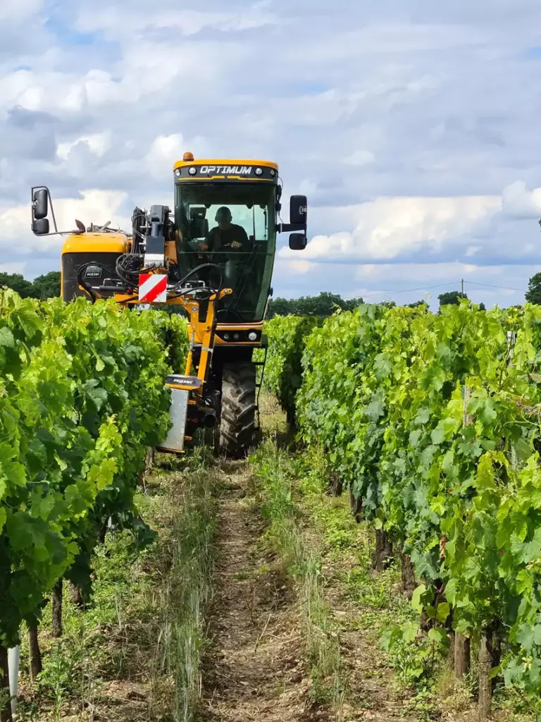 Taille de la vigne — Laurent Giraud, prestataire viticole en Gironde Taille de la vigne réalisée par les équipes de Laurent Giraud en Gironde