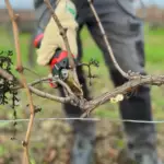 Taille de la vigne au sécateur électrique — Laurent Giraud, Gironde Gros plan sur la taille d'un sarment au sécateur électrique dans une vigne de Gironde
