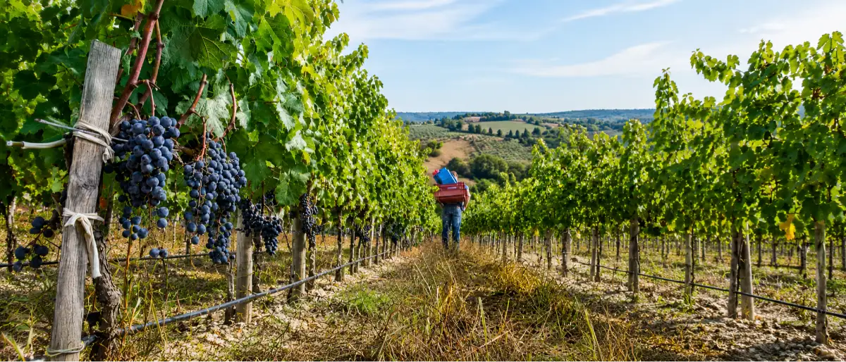 Équipe de vendanges manuelles Laurent Giraud dans les rangs de vigne