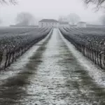 Vignoble en hiver pendant le repos végétatif, avant le travail du sol