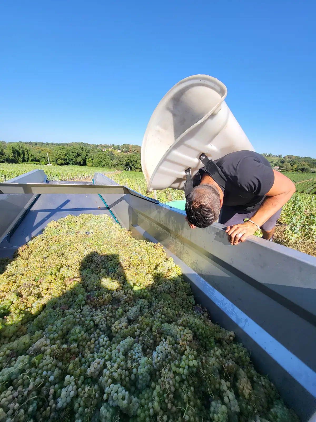 Contrôle de la vendange blanche — Laurent Giraud, Gironde Contrôle de la vendange de raisin blanc dans la benne au bord de la parcelle, en Gironde