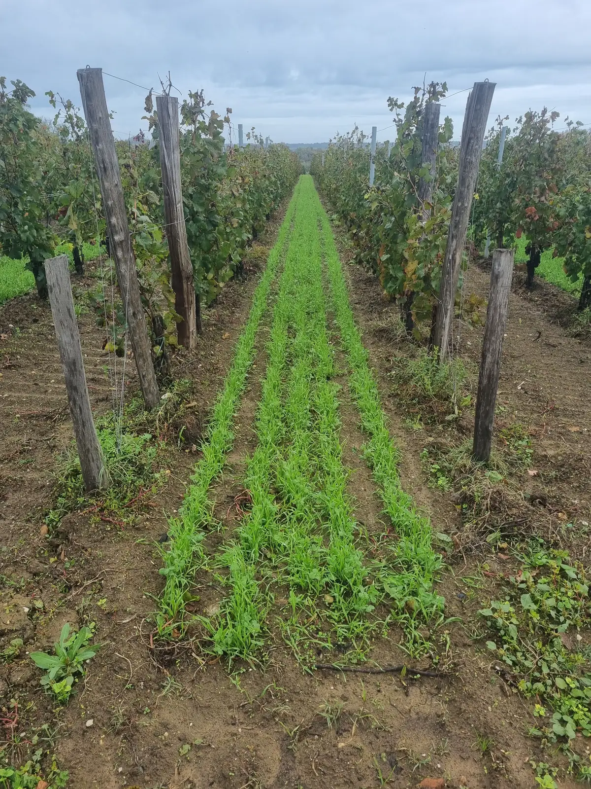 Semis de couvert végétal dans l'inter-rang — Laurent Giraud, Fronsadais Couvert végétal semé et levé dans l'inter-rang d'une vigne à l'automne, dans le Fronsadais