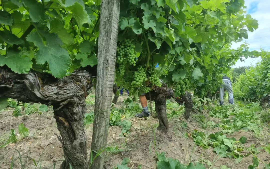 Vieux cep de vigne dégagé après effeuillage, grappes vertes visibles et ouvriers viticoles dans le rang, en Pessac-Léognan