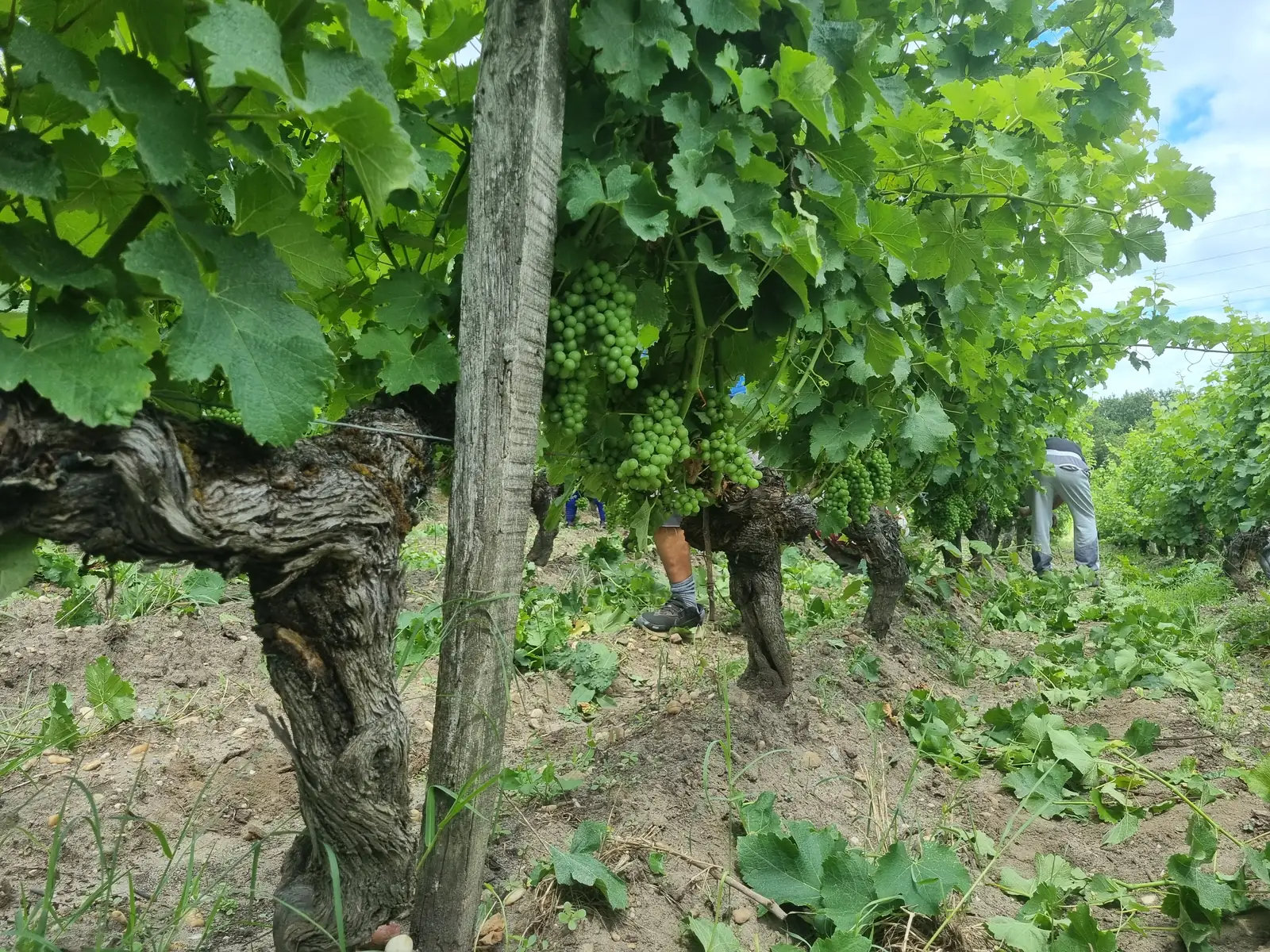 Vieux cep de vigne dégagé après effeuillage, grappes vertes visibles et ouvriers viticoles dans le rang, en Pessac-Léognan