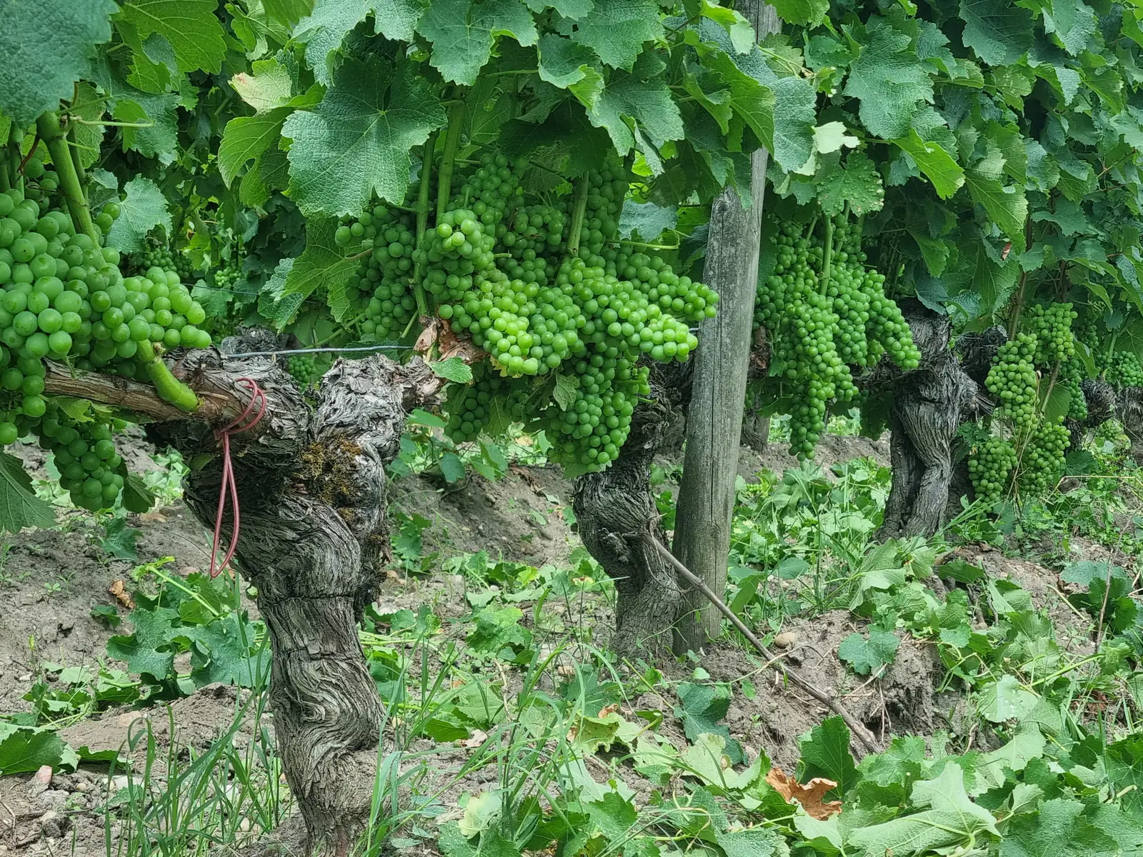 Grappes de raisin vert dégagées dans la zone fruitière après effeuillage manuel, sur de vieux ceps en Pessac-Léognan