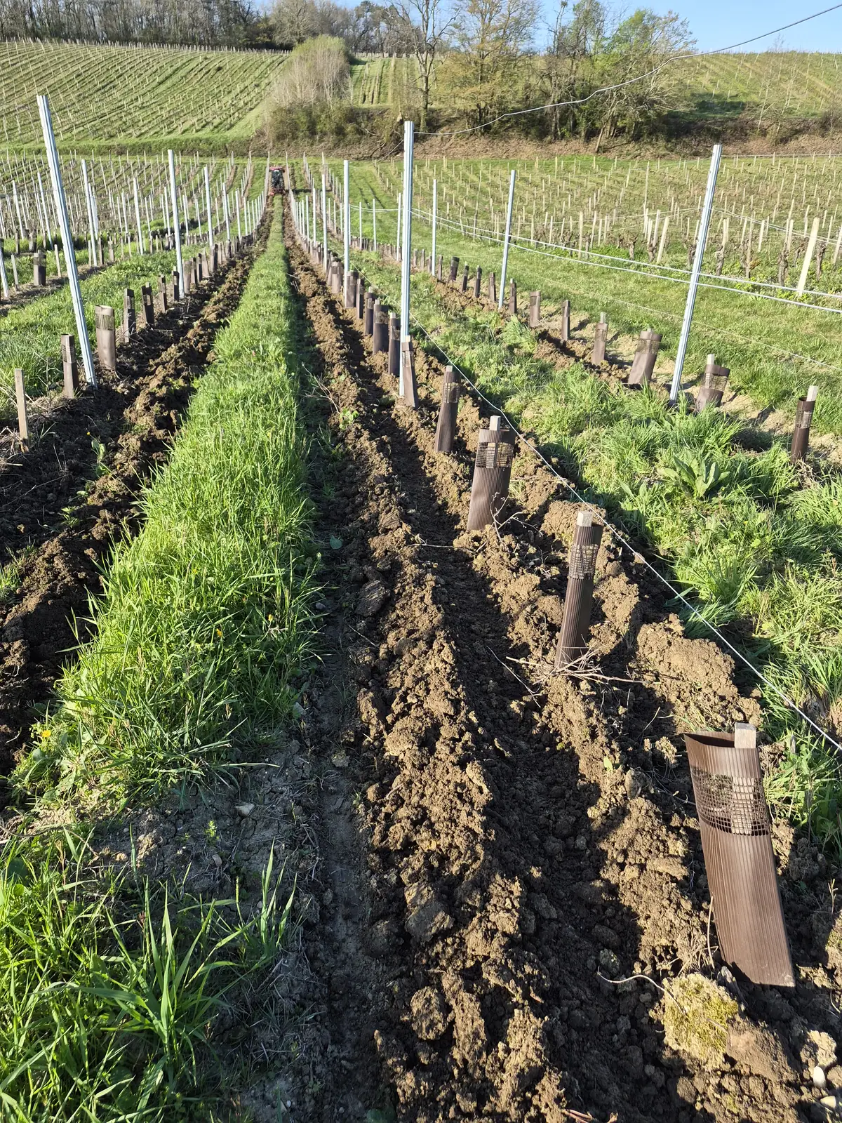 Entretien d'une jeune plantation — Laurent Giraud, Libournais Jeune plantation de vigne protégée par des manchons, rangs travaillés et enherbés au printemps dans le Libournais
