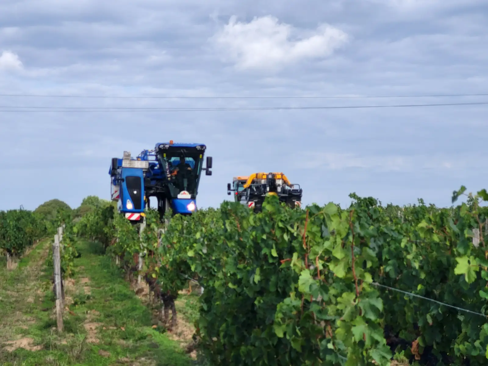 Deux machines à vendanger enjambant les rangs de vigne pendant les vendanges mécaniques en Gironde