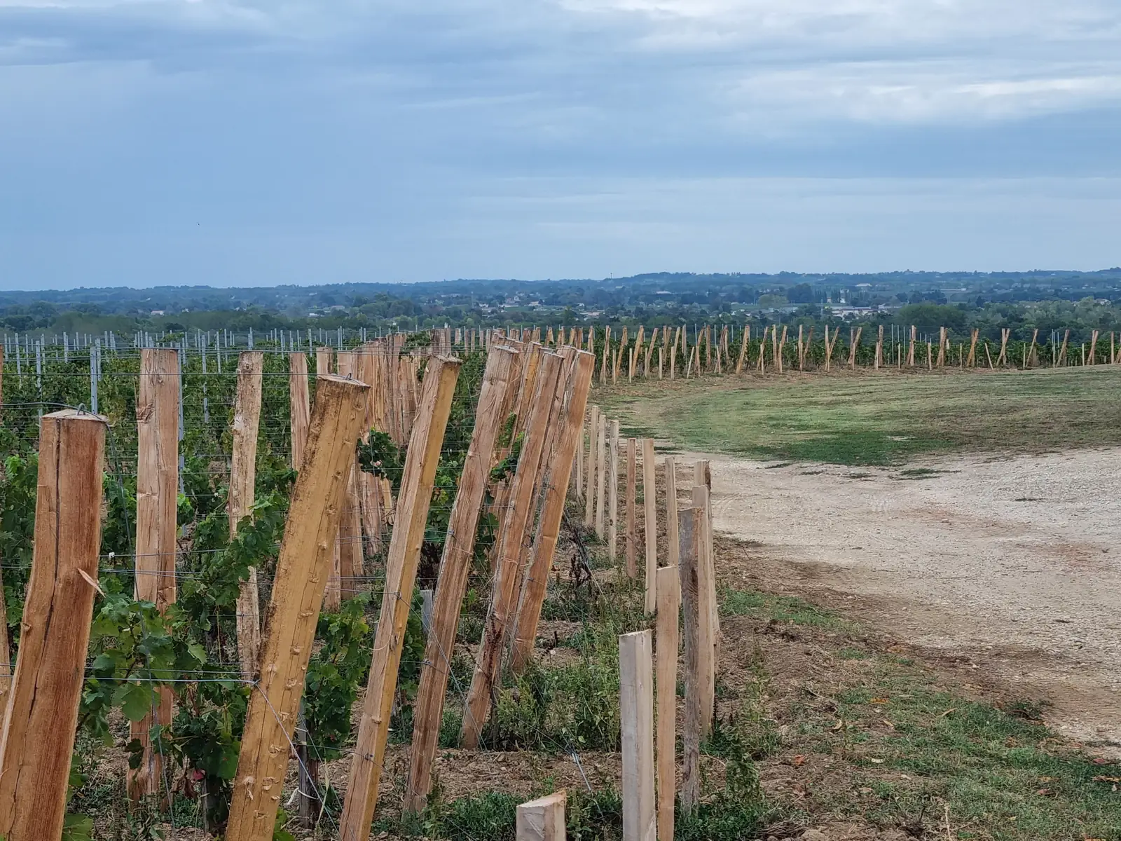 Remplacement des piquets de palissage — Laurent Giraud, Fronsadais Rang de vigne repalissé avec des piquets en bois neufs, vue dégagée sur les coteaux du Fronsadais