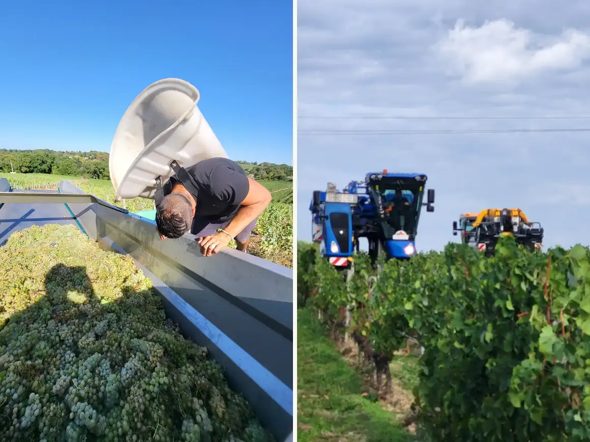 Photomontage des vendanges : à gauche contrôle du raisin blanc dans la benne porteuse, à droite deux machines à vendanger dans les rangs en Gironde