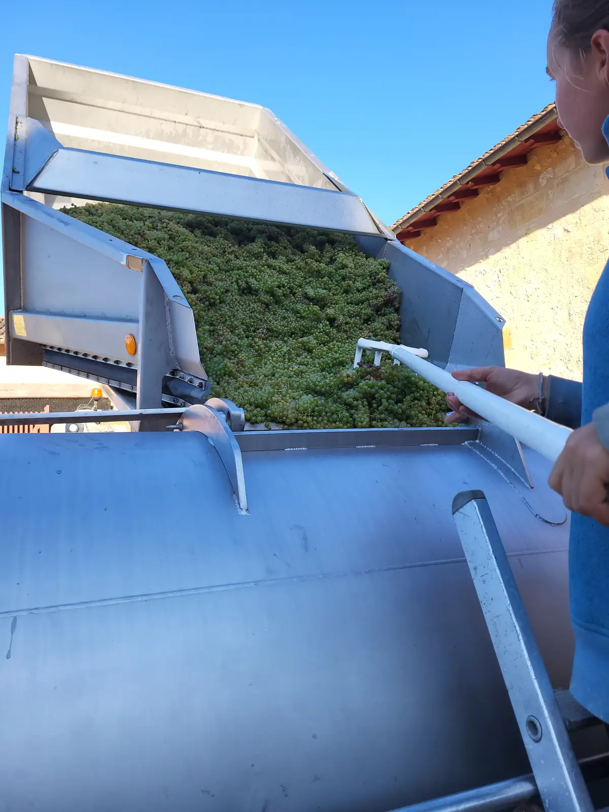 Remplissage du pressoir aux vendanges blanches — Laurent Giraud, Gironde Vendange de raisin blanc poussée de la benne vers le pressoir pneumatique en inox pendant les vendanges en Gironde
